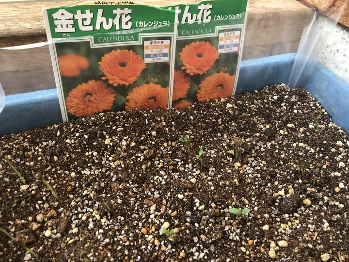 Ae4f2c0f94974dbb9a931085a264645c